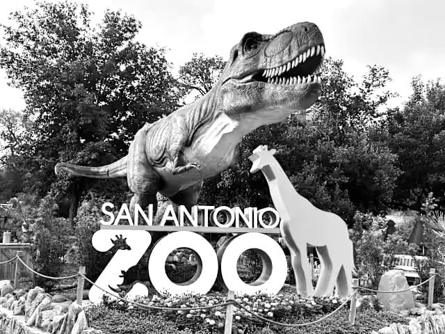 San Antonio Zoo — special project